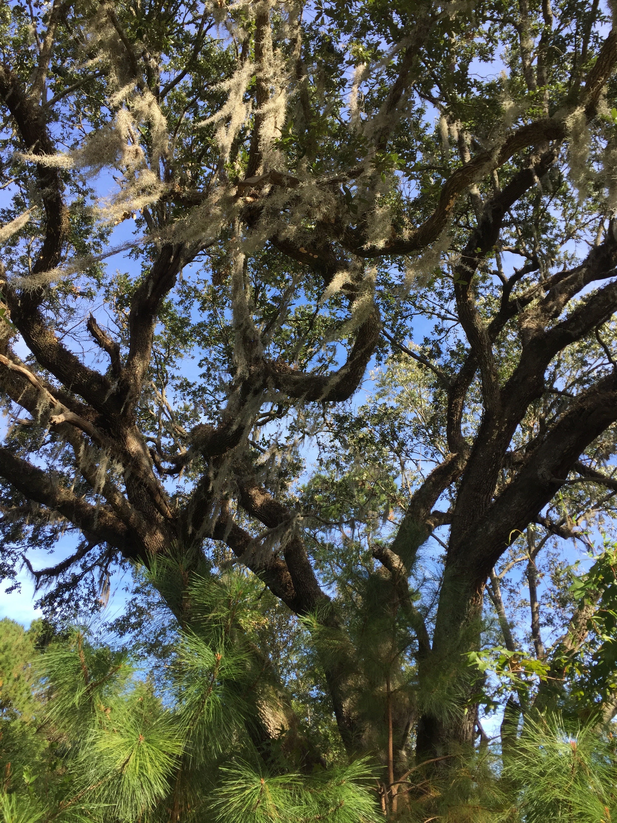 Live oaks and Spanish moss in Carolina Park